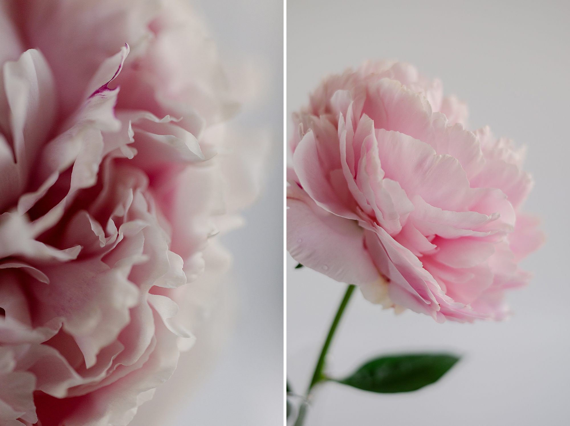 Garden Peony - Floral Photography by Fine Art Photographer Brenda Landrum of Castle Rock, Colorado.