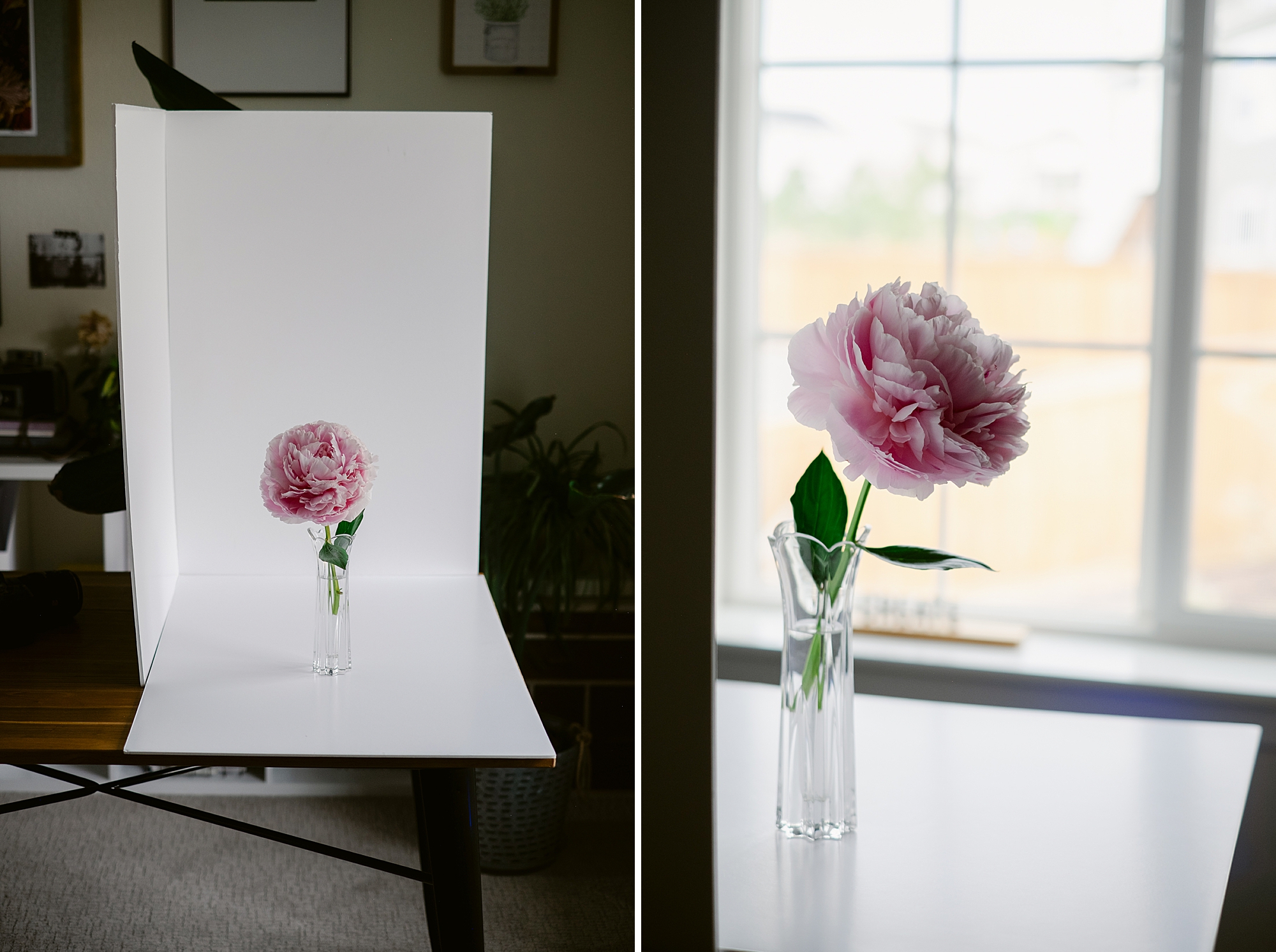 Garden Peony - Floral Photography by Fine Art Photographer Brenda Landrum of Castle Rock, Colorado.