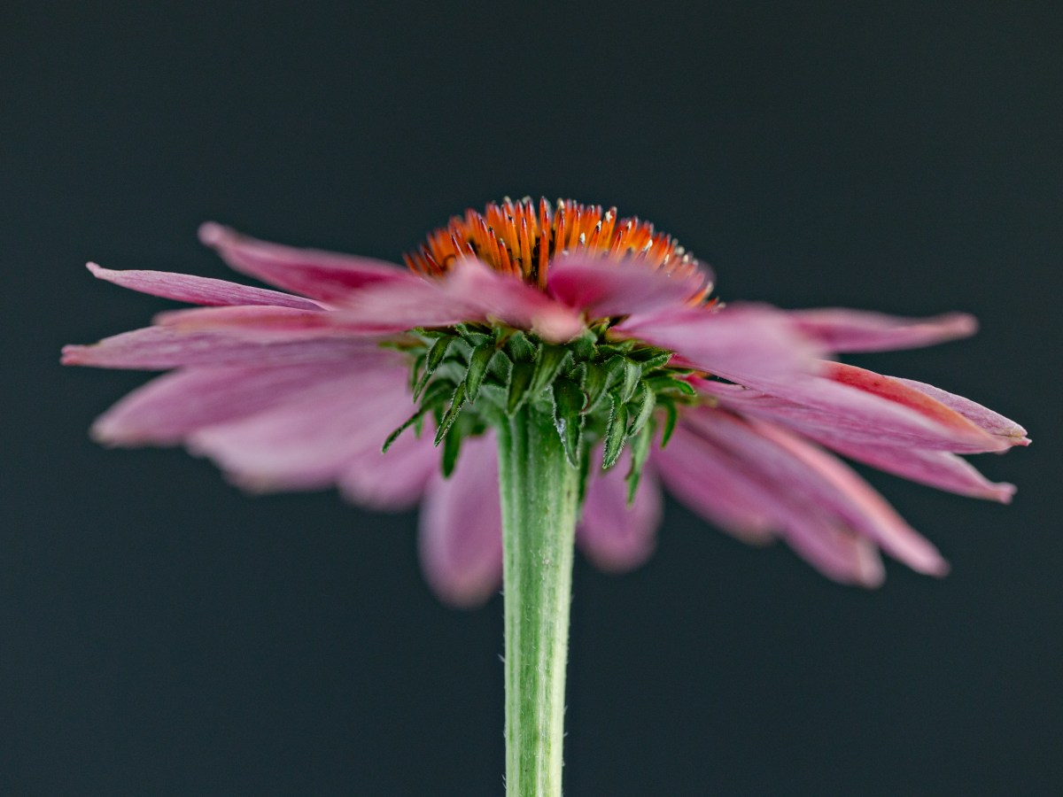 Cheyenne Spirit Echinacea