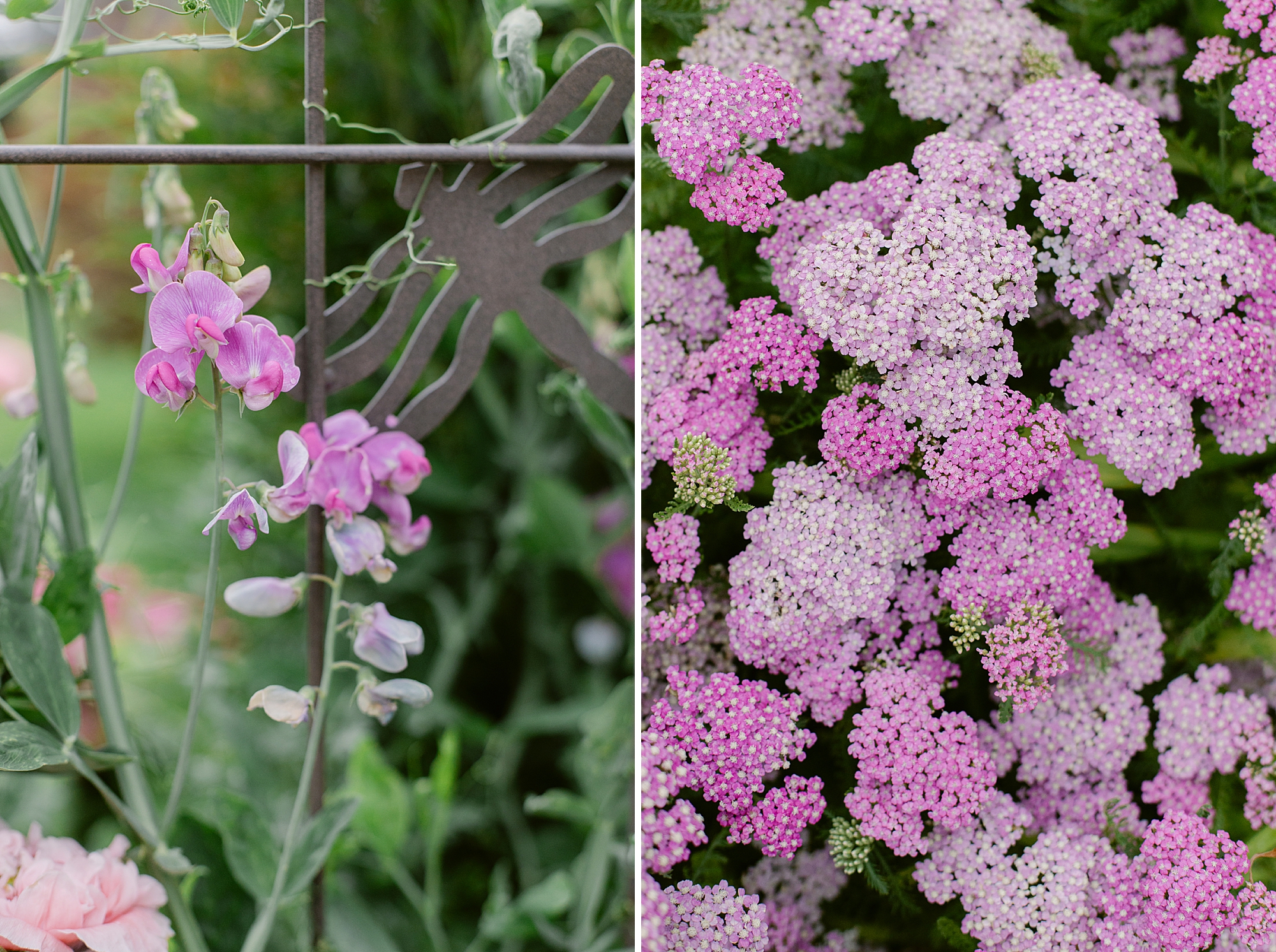 A close-up view of blooming pink flowers and a decorative metal garden feature, showcasing a variety of blossoms in a vibrant garden setting.