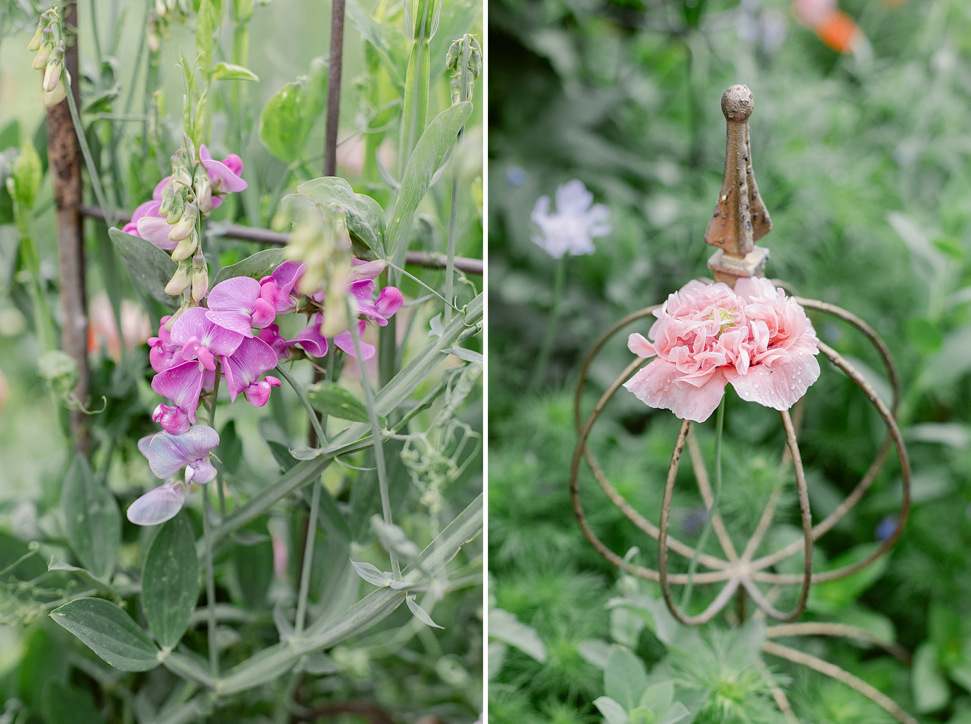 A close-up of pink sweet peas climbing a rustic metal trellis on the left, alongside a pink flower atop a vintage garden ornament on the right, set against a lush green background in a garden.