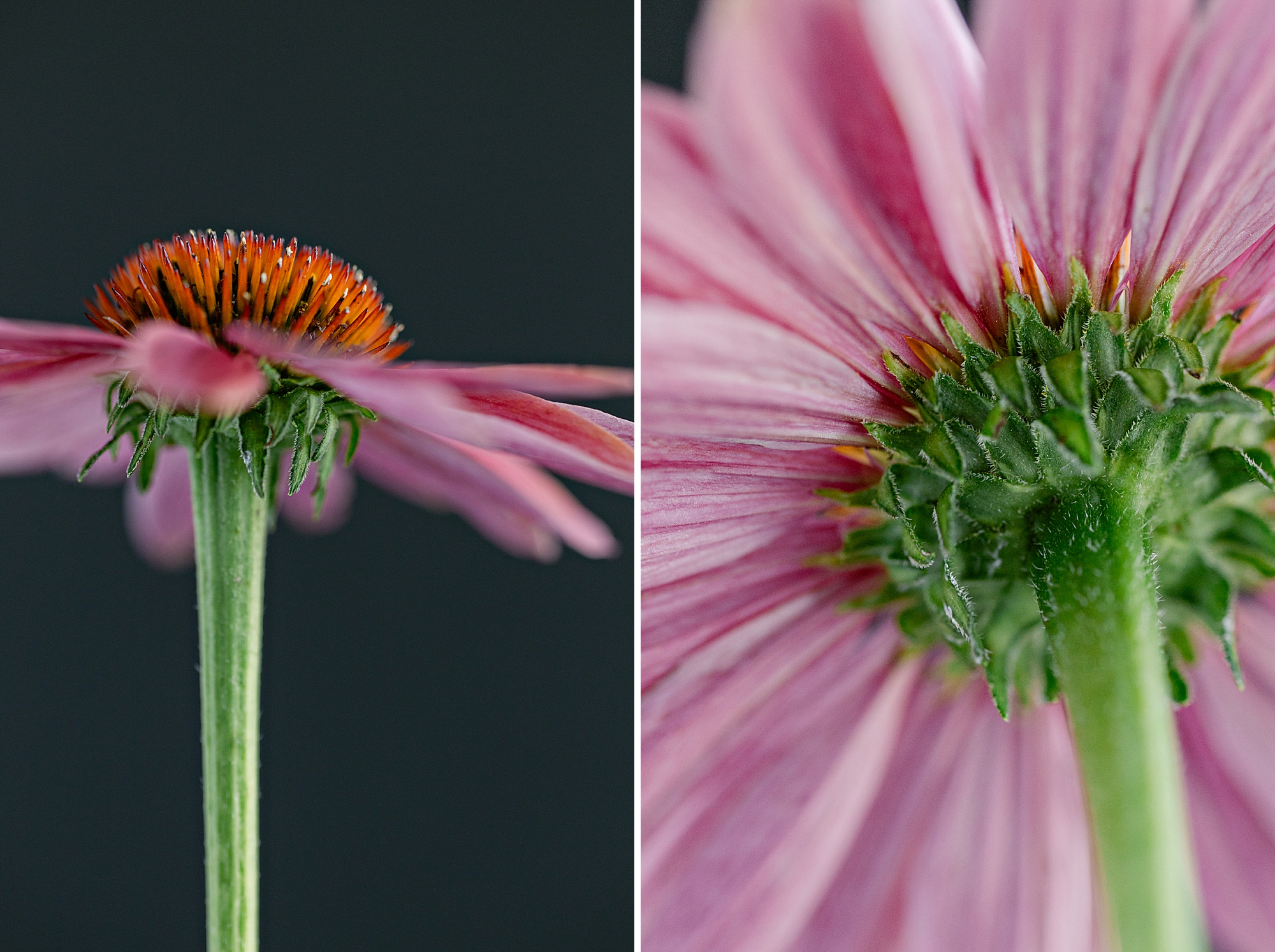 Close-up of a Cheyenne Sky Echinacea flower, showing its pink petals and vibrant orange center against a dark background.
