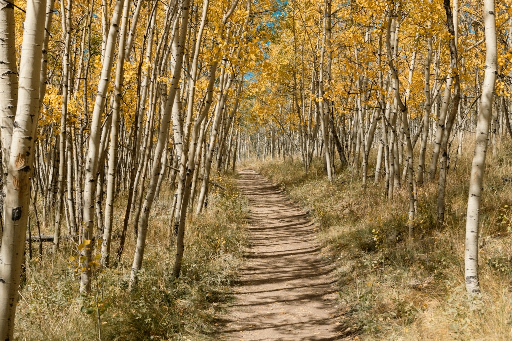 Fall in Kenosha Pass Colorado, Colorado Landscape Photography