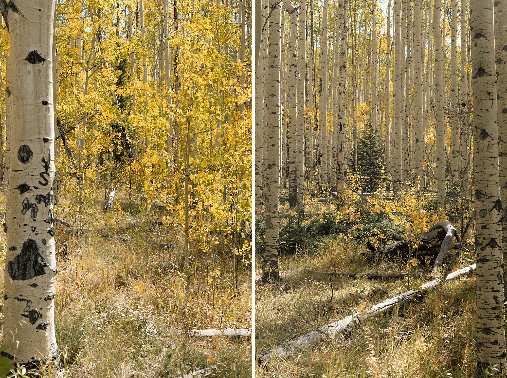 Fall in Kenosha Pass Colorado, Colorado Landscape Photography