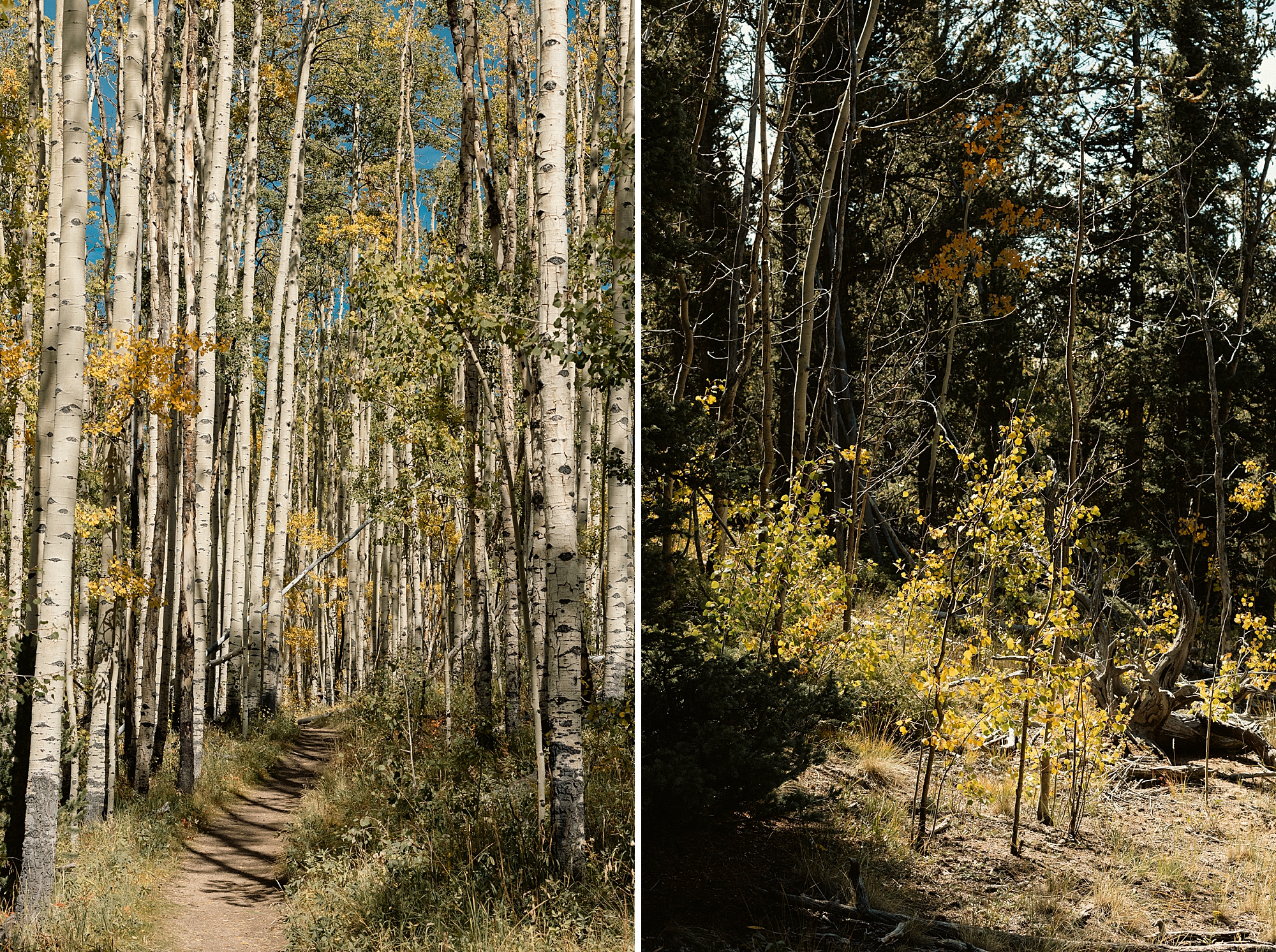 Fall in Kenosha Pass Colorado, Colorado Landscape Photography