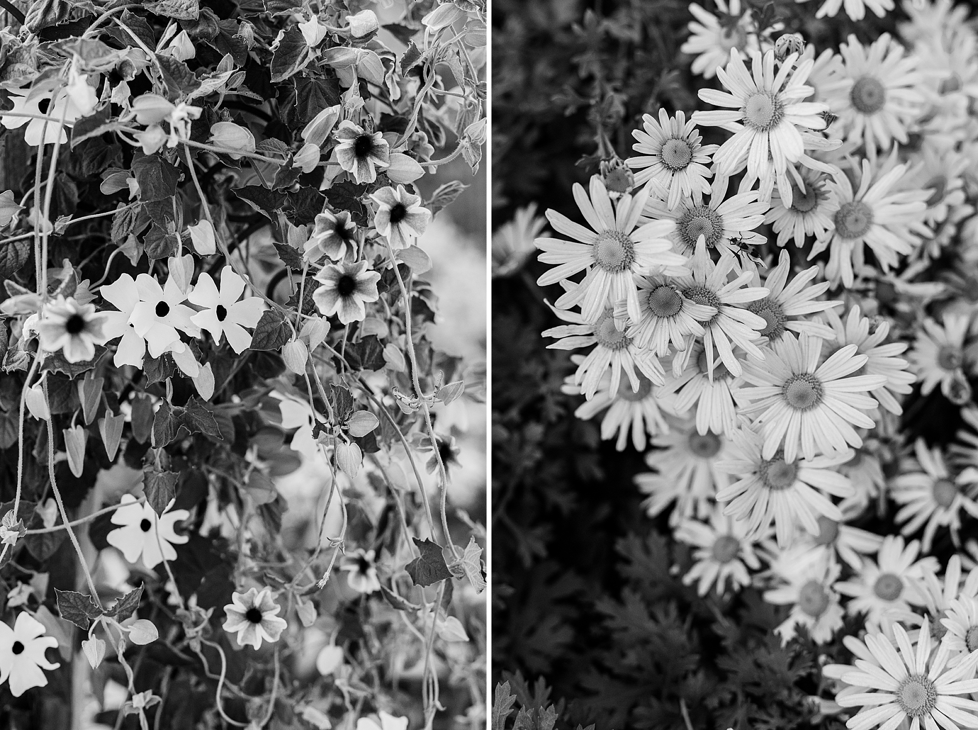 Gardening on a Nebraska Farm