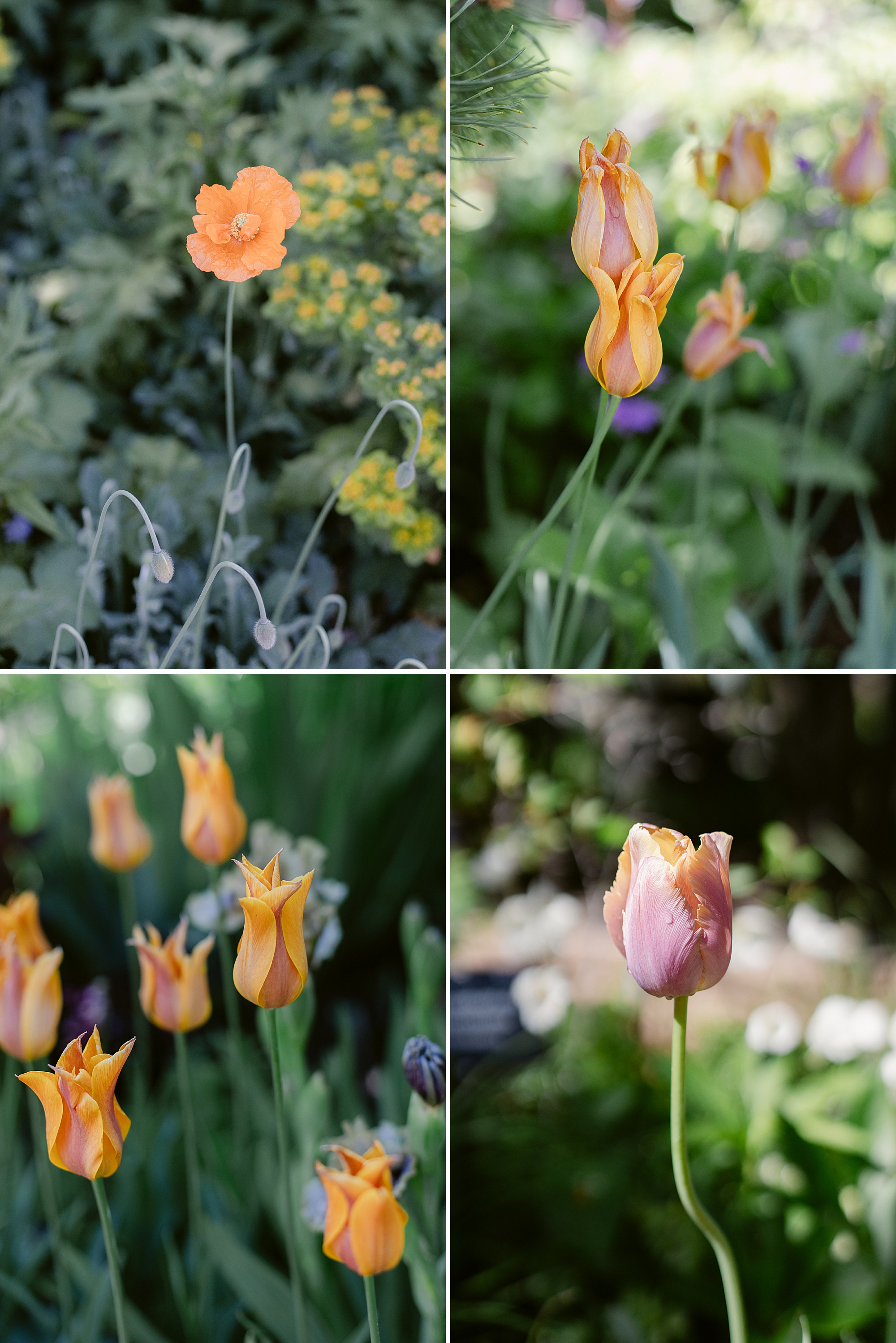 Denver Botanic Gardens on York Street