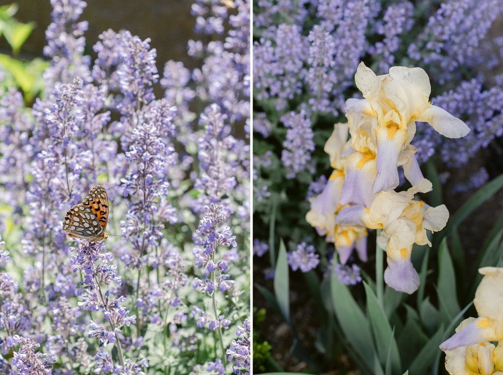 2024 June Garden Tour - all the flowers blooming in our Zone 5b Colorado garden