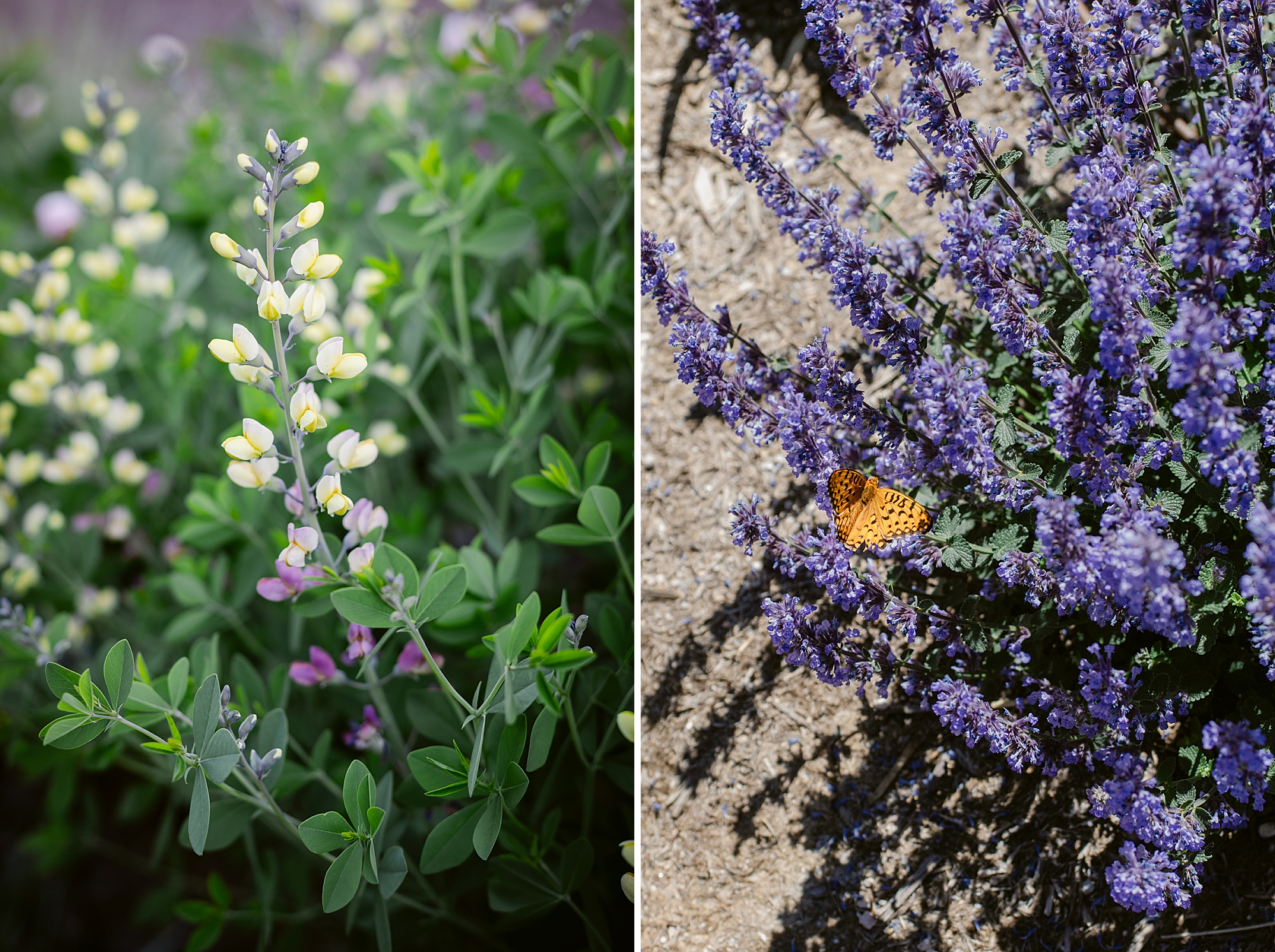2024 June Garden Tour - all the flowers blooming in our Zone 5b Colorado garden