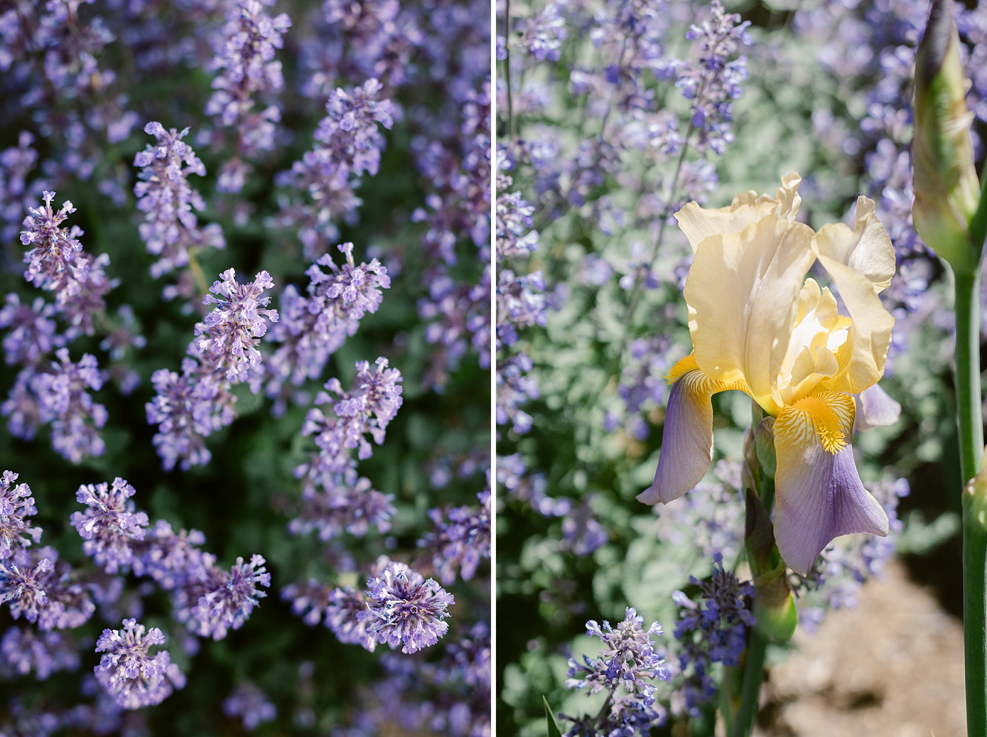 2024 June Garden Tour - all the flowers blooming in our Zone 5b Colorado garden