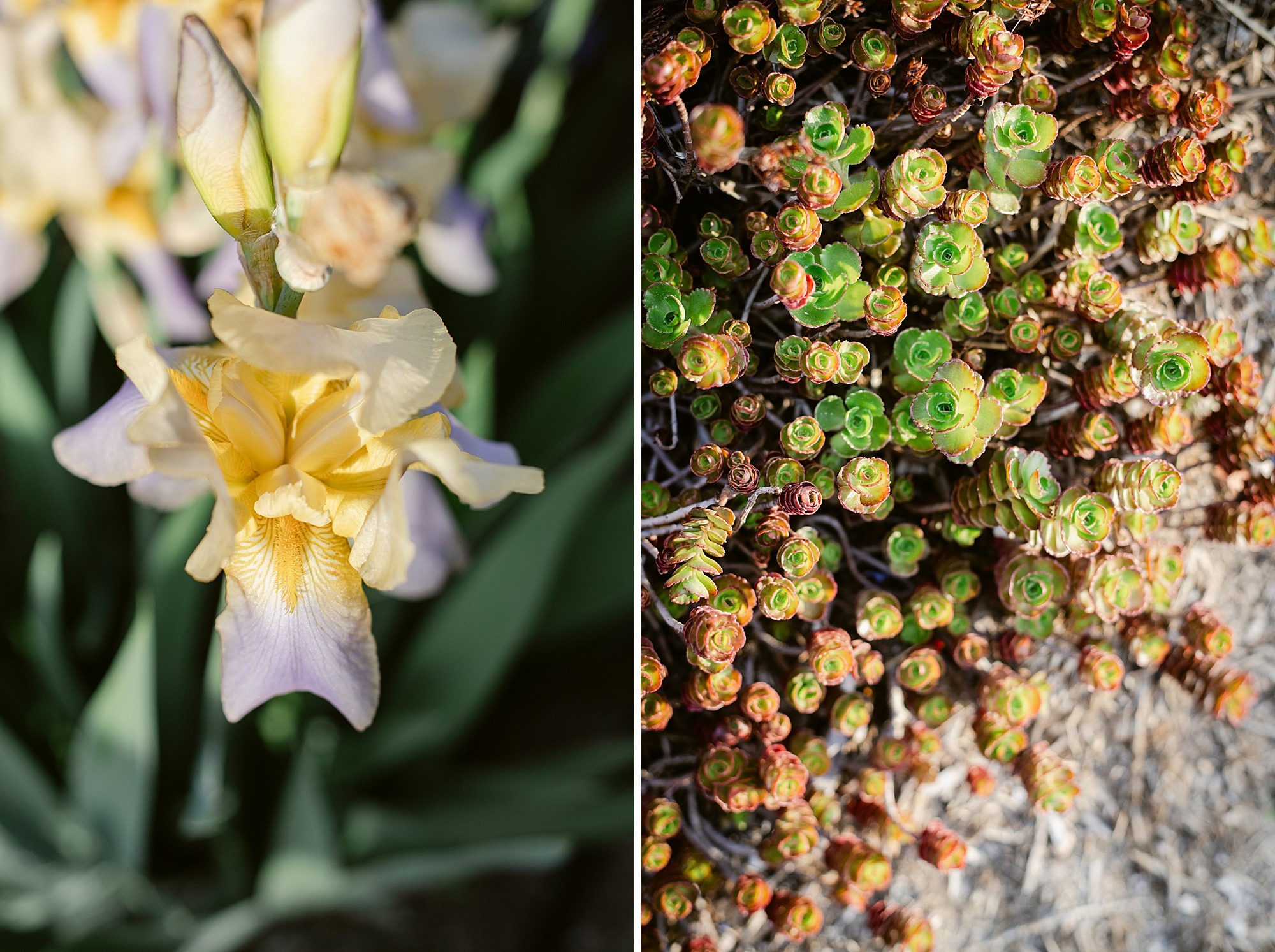 2024 June Garden Tour - all the flowers blooming in our Zone 5b Colorado garden