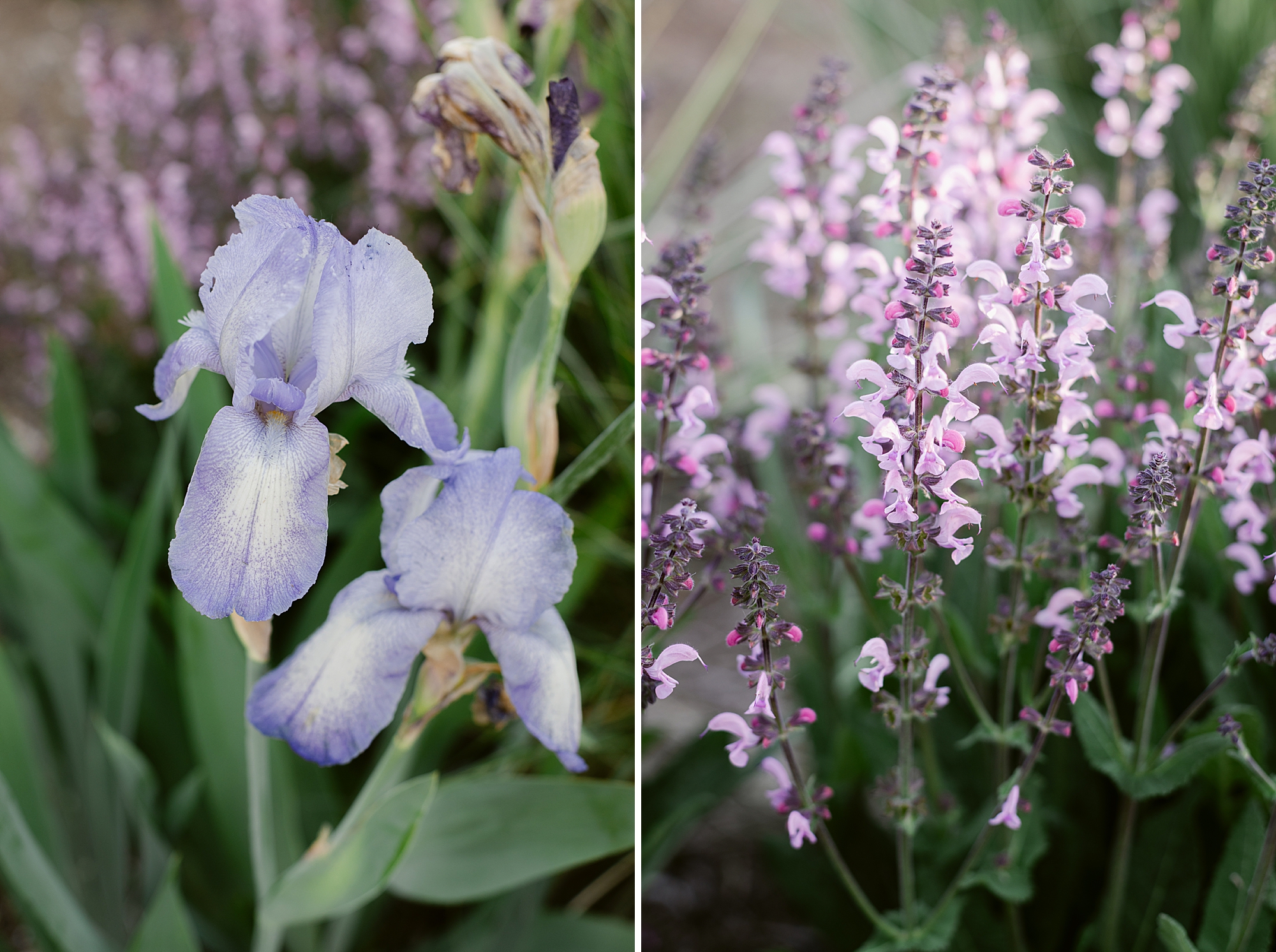 2024 June Garden Tour - all the flowers blooming in our Zone 5b Colorado garden