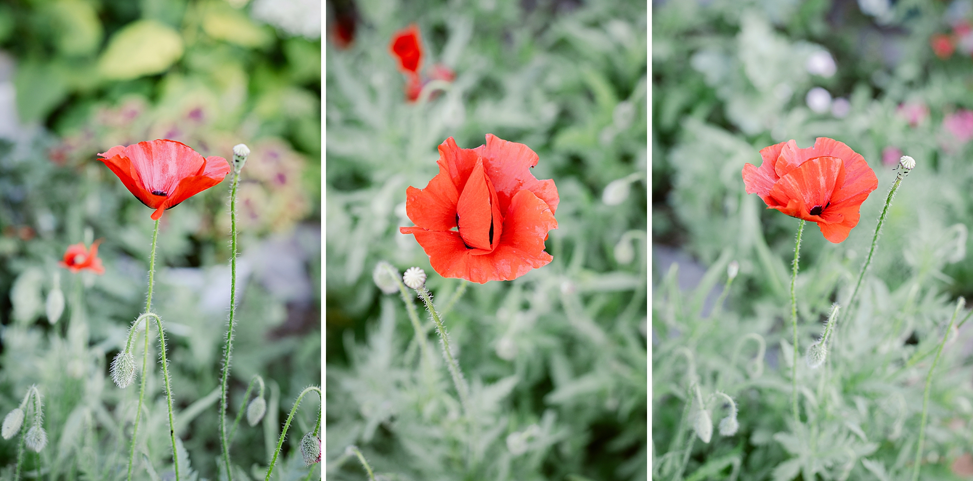 All the beautiful flowers blooming and 4th of July fireworks on the farm.