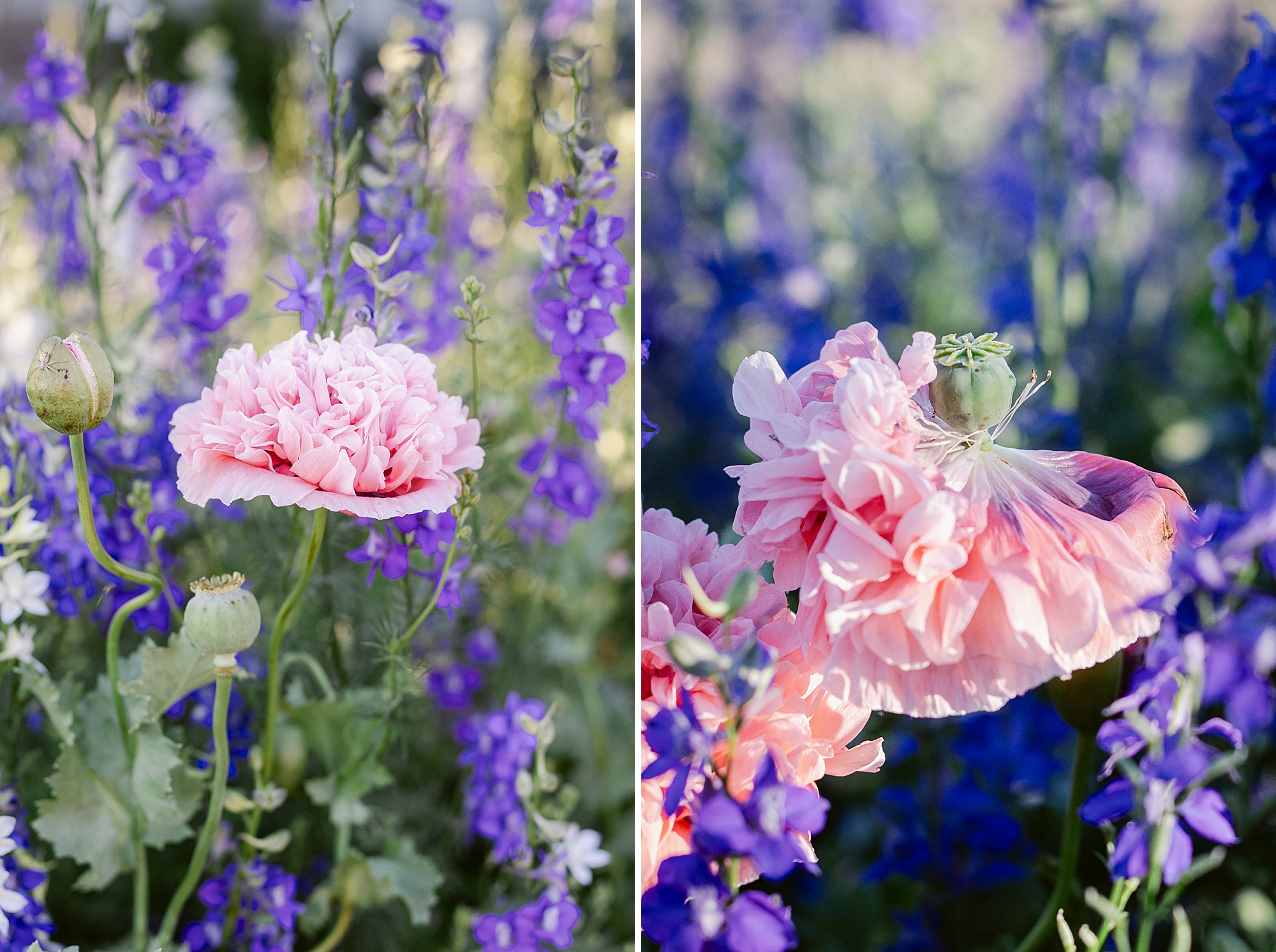 All the beautiful flowers blooming and 4th of July fireworks on the farm.
