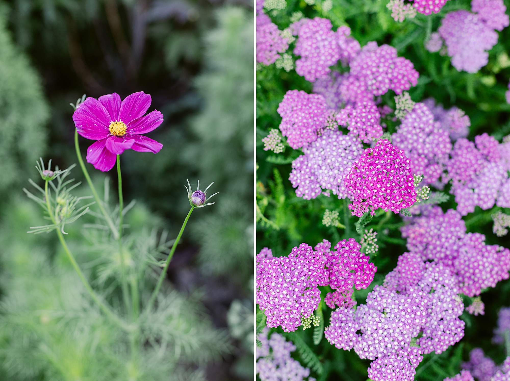 All the beautiful flowers blooming and 4th of July fireworks on the farm.