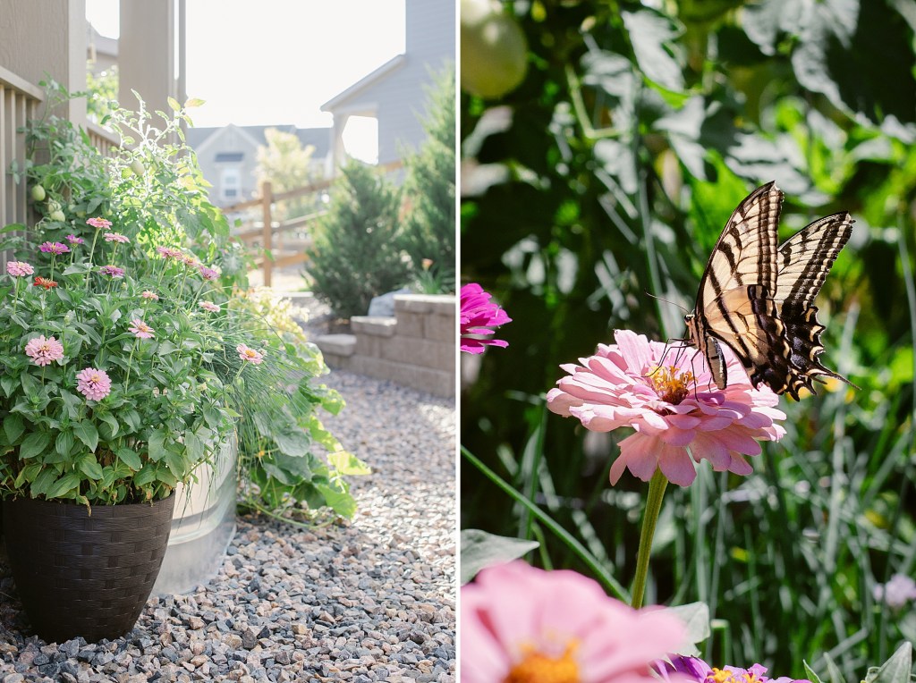 2024 August Garden where the butterflies are loving the zinnia blooms