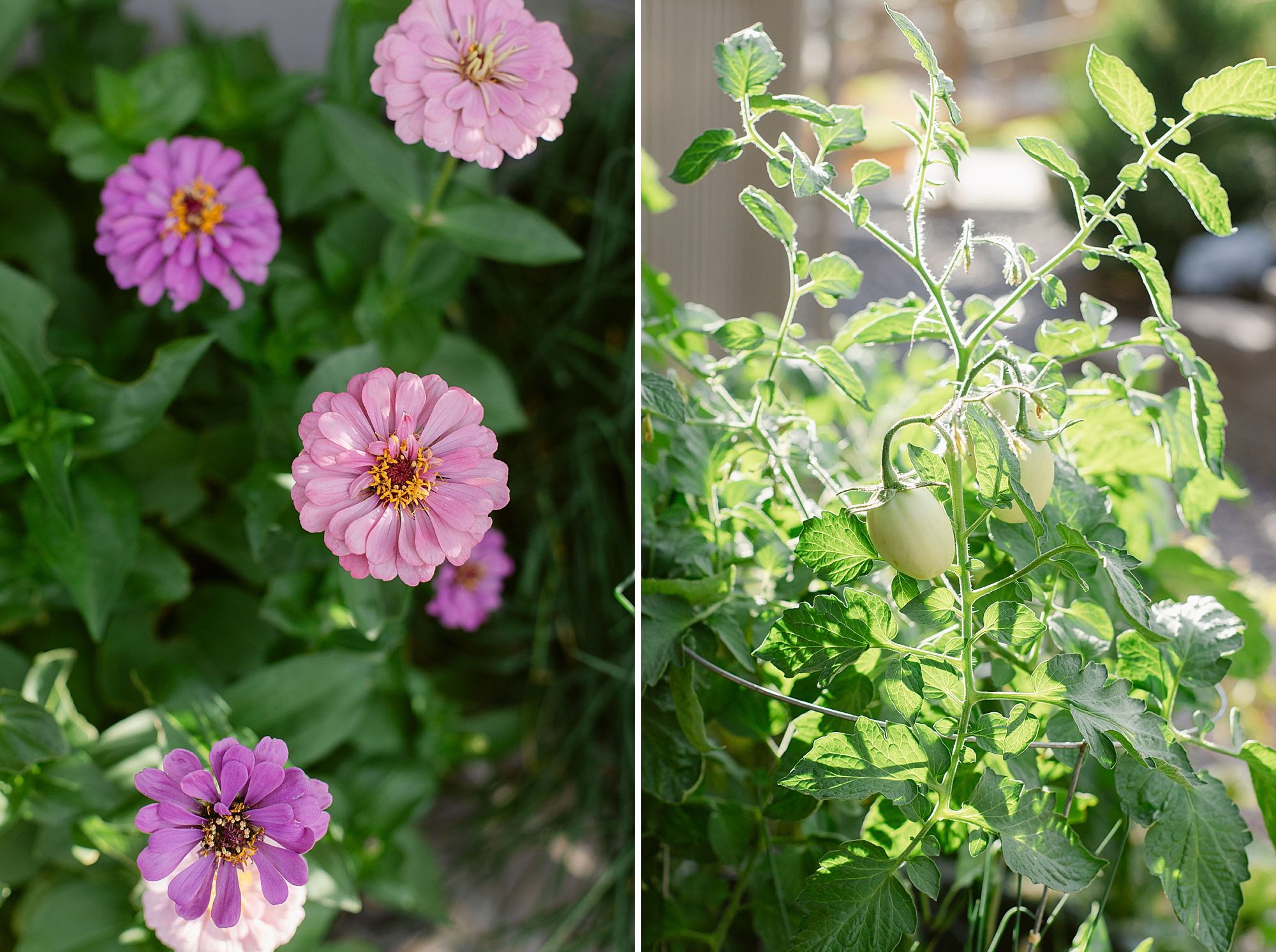 2024 August Garden where the butterflies are loving the zinnia blooms