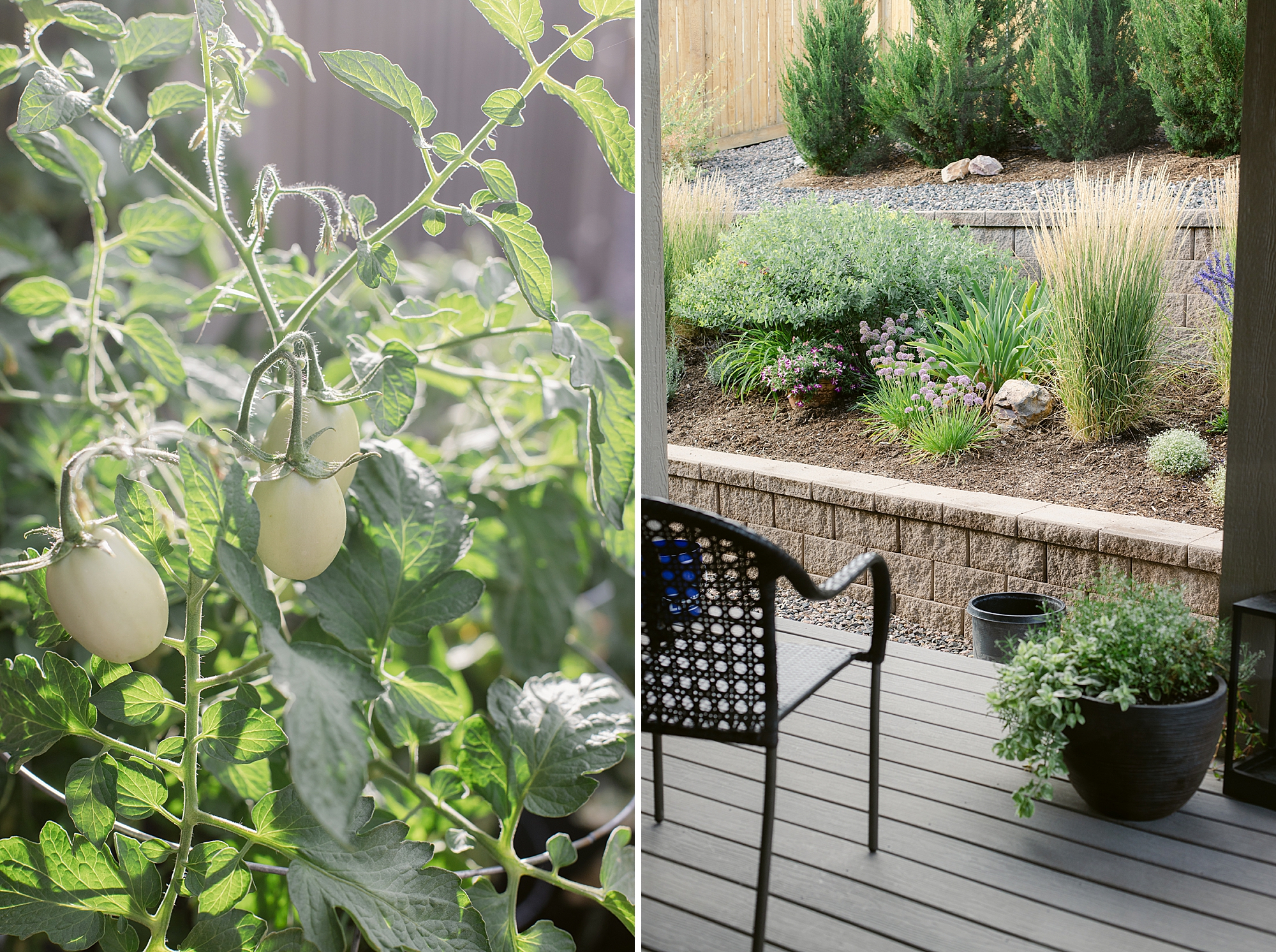 2024 August Garden where the butterflies are loving the zinnia blooms