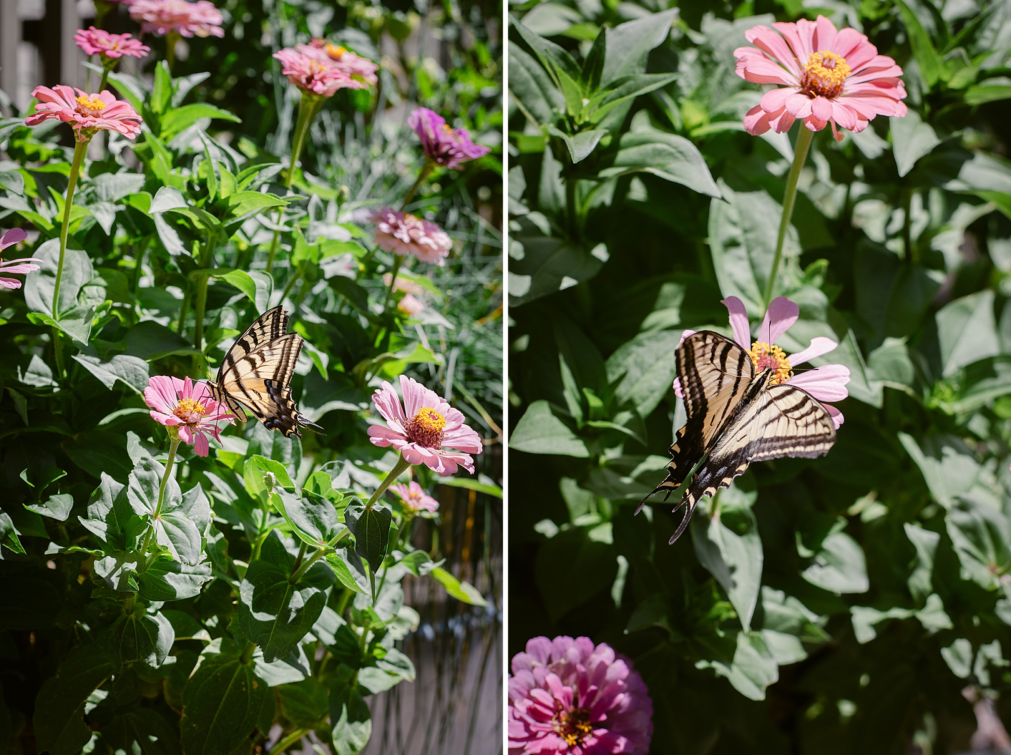 2024 August Garden where the butterflies are loving the zinnia blooms