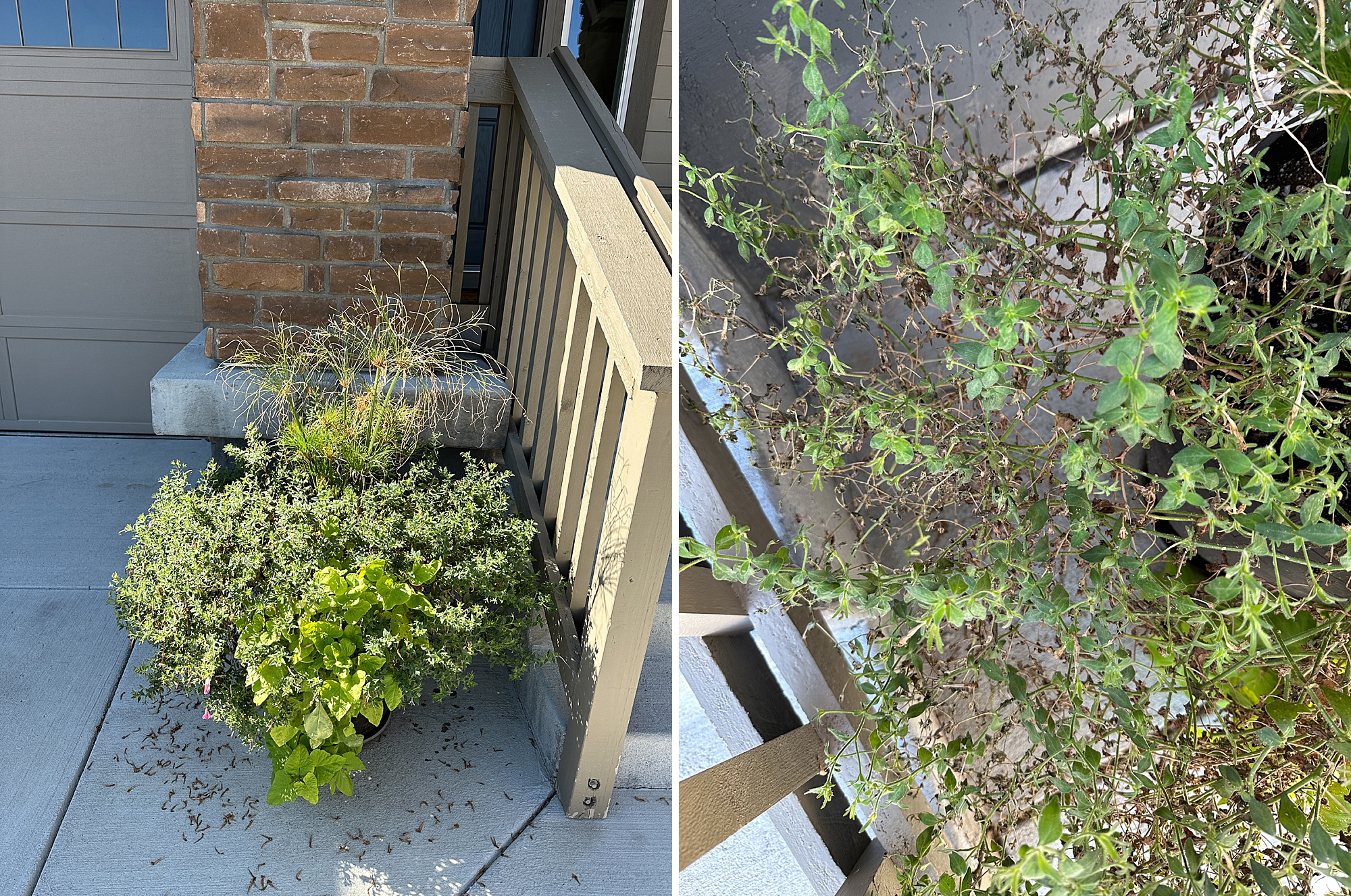 2024 September Garden