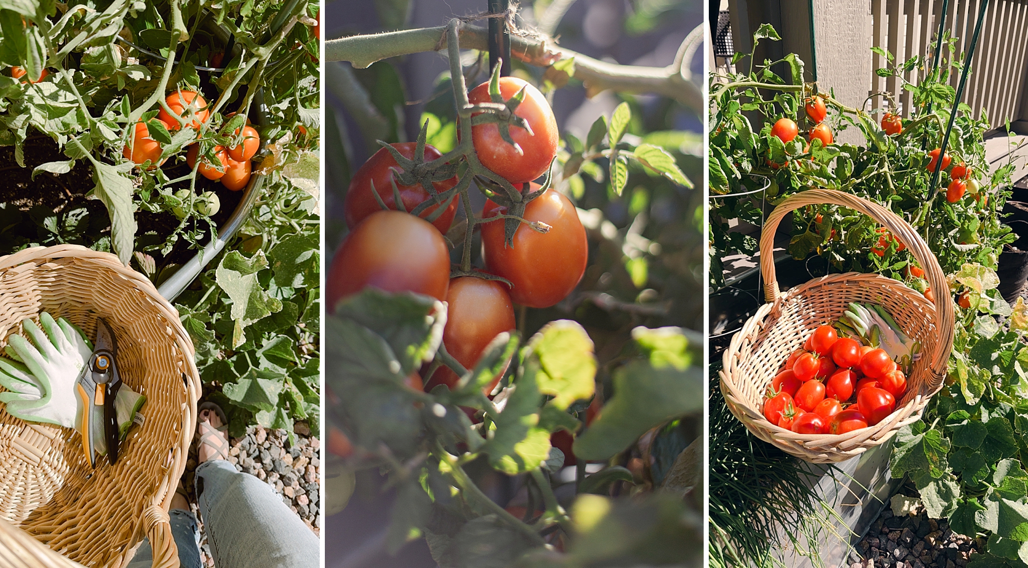 2024 September Garden