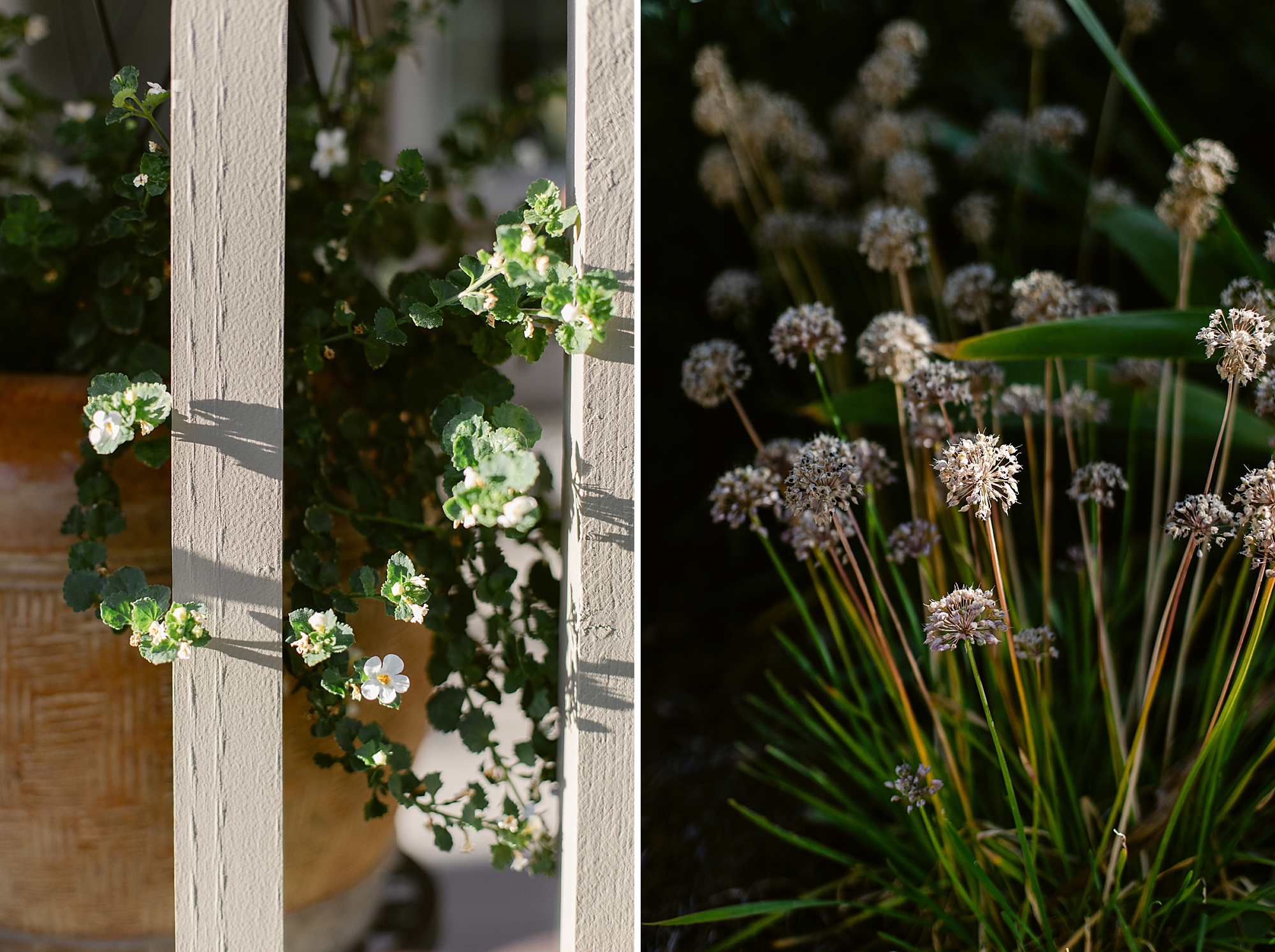 2024 September Garden