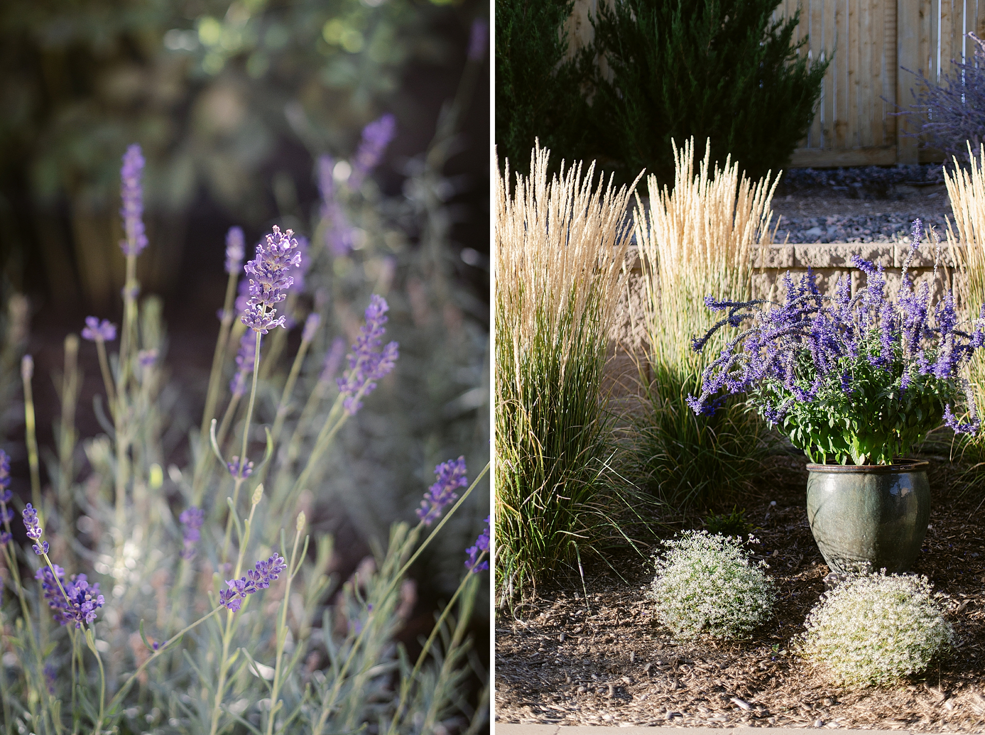 2024 September Garden