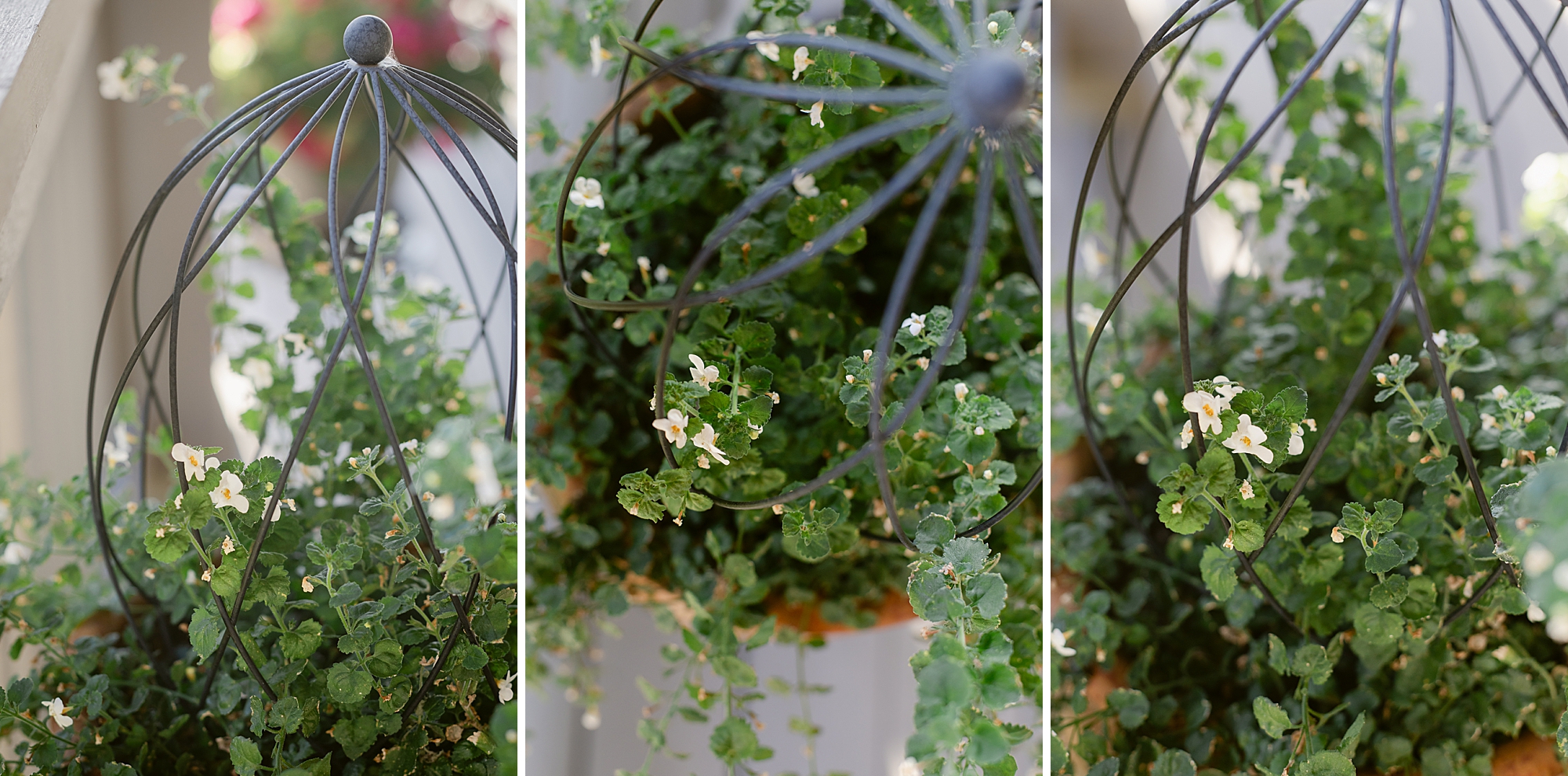 2024 September Garden