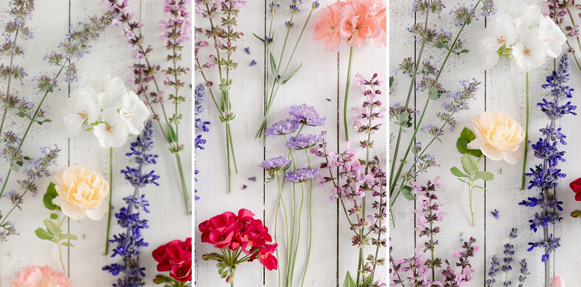 Blooming in the Garden in June, Zone 5b Colorado High Elevation Gardening