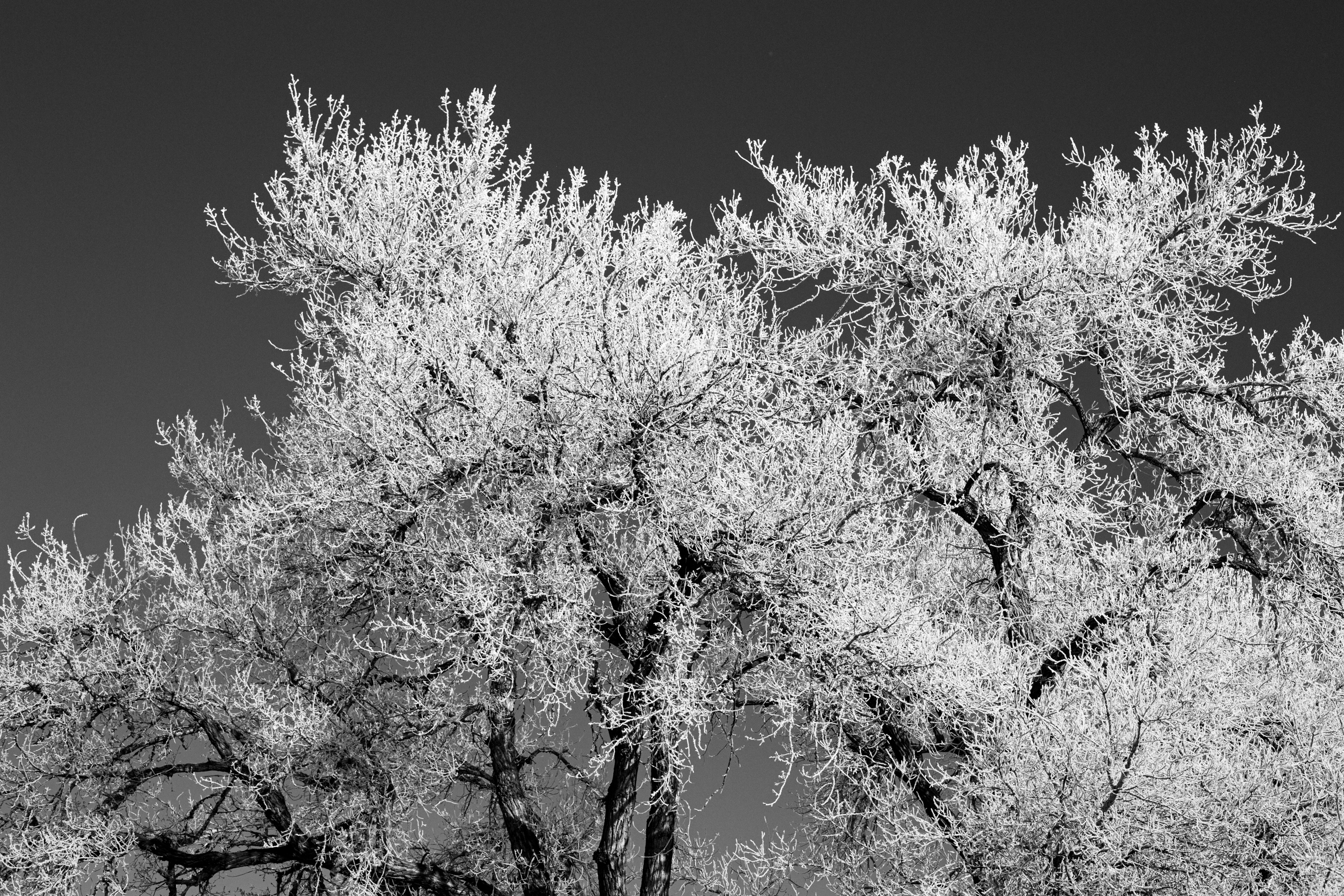 Frost covered trees near the Poudre River in Fort Collins, Colorado taken by photographer Brenda Landrum