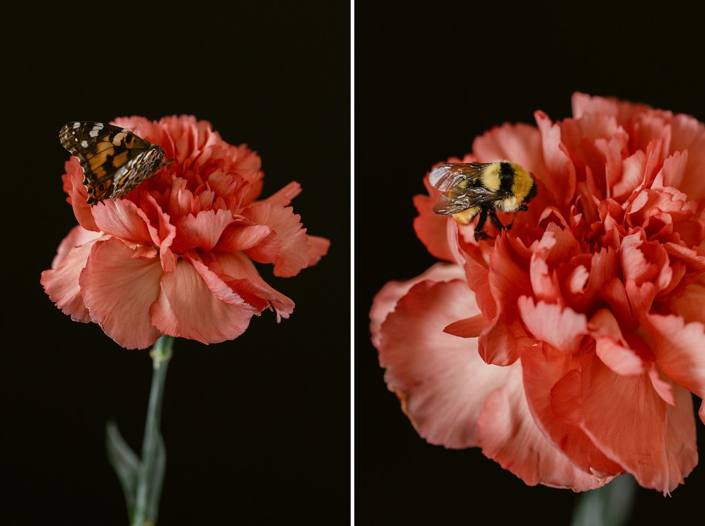 First Floral Bouquet Shoot in 2026, Fine Art Floral Studio by Brenda Landrum