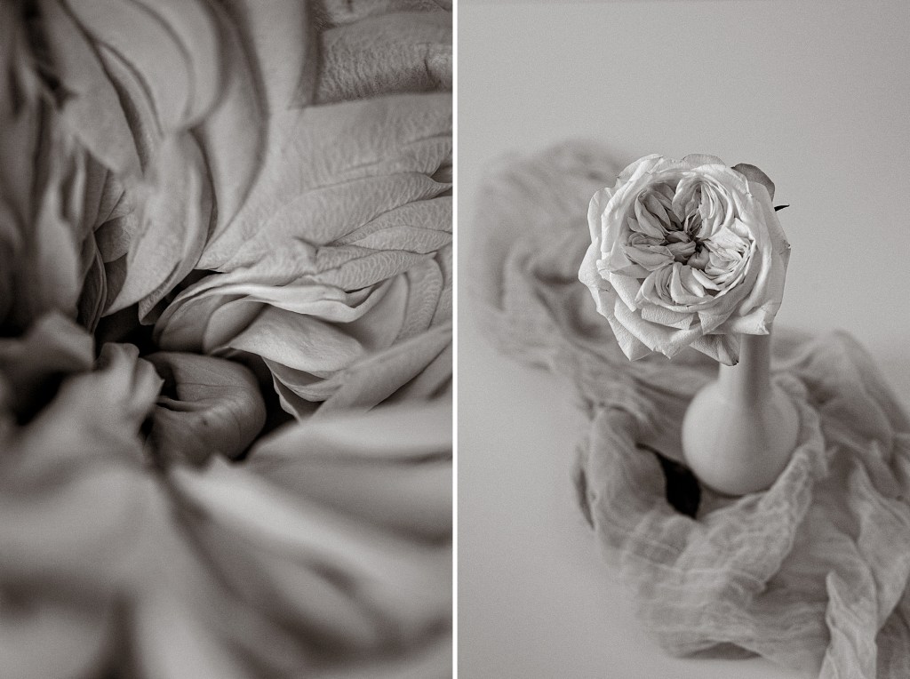 Garden Rose bouquet and details, Fine Art Photography by Brenda Landrum