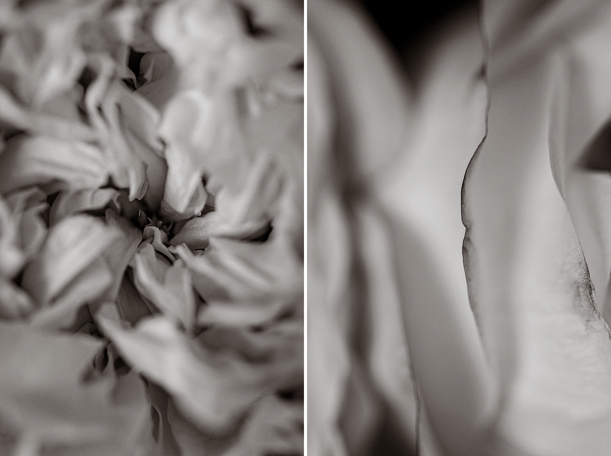 Garden Rose bouquet and details, Fine Art Photography by Brenda Landrum