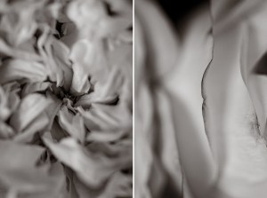Garden Rose bouquet and details, Fine Art Photography by Brenda Landrum