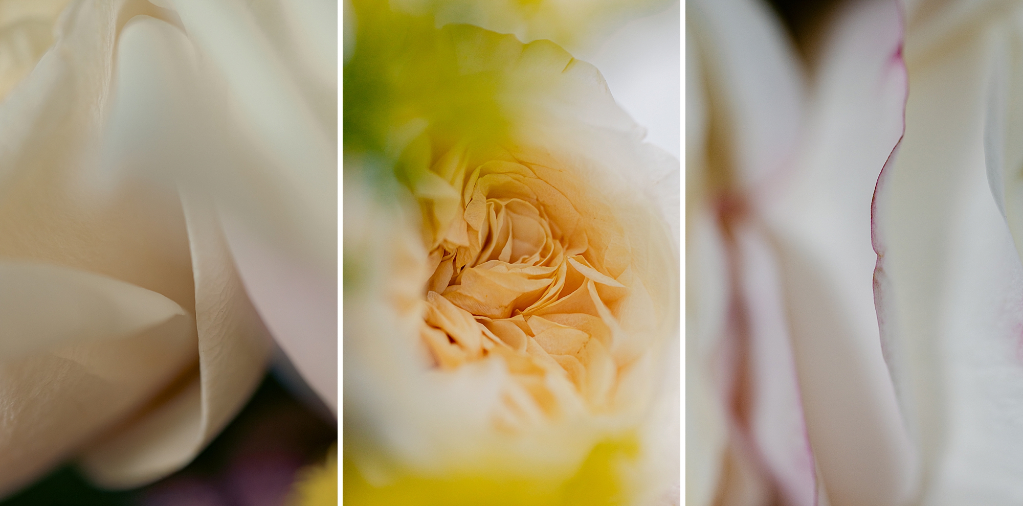 Garden Rose bouquet and details, Fine Art Photography by Brenda Landrum
