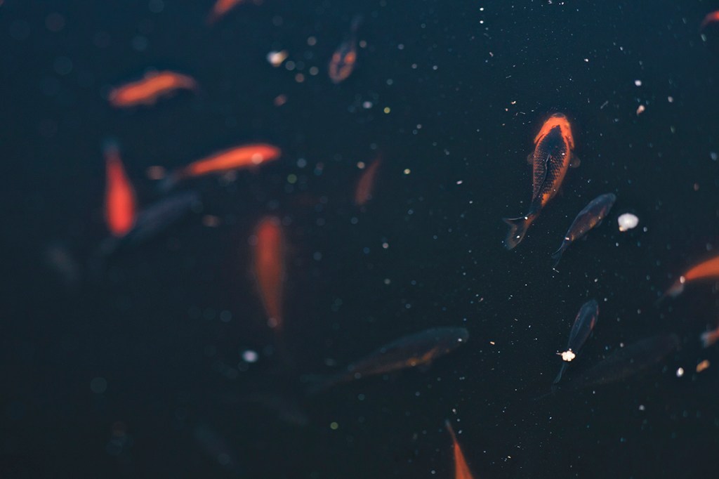 Dark pond with beautiful koi fish photographed by Brenda Landrum