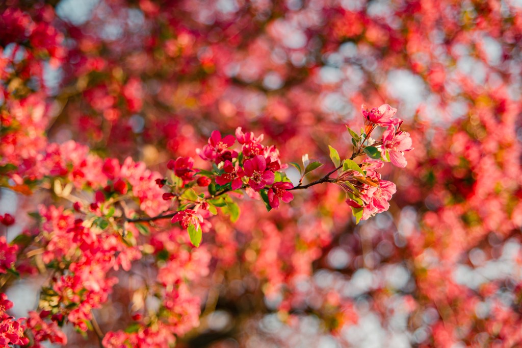 Preserving it's Beauty, the story of a crabapple tree by Brenda Landrum