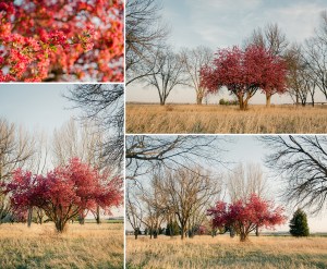 Preserving it's Beauty, the story of a crabapple tree by Brenda Landrum
