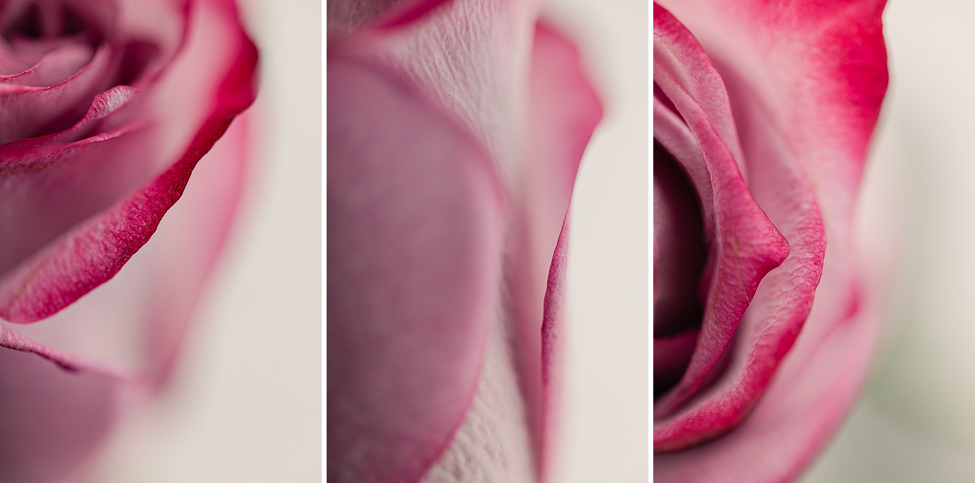 Layers of rose petals, Fine Art Floral Photography by Brenda Landrum