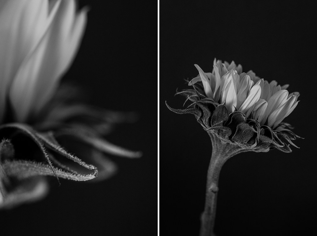 One sunflower, a camera, and time in the studio.