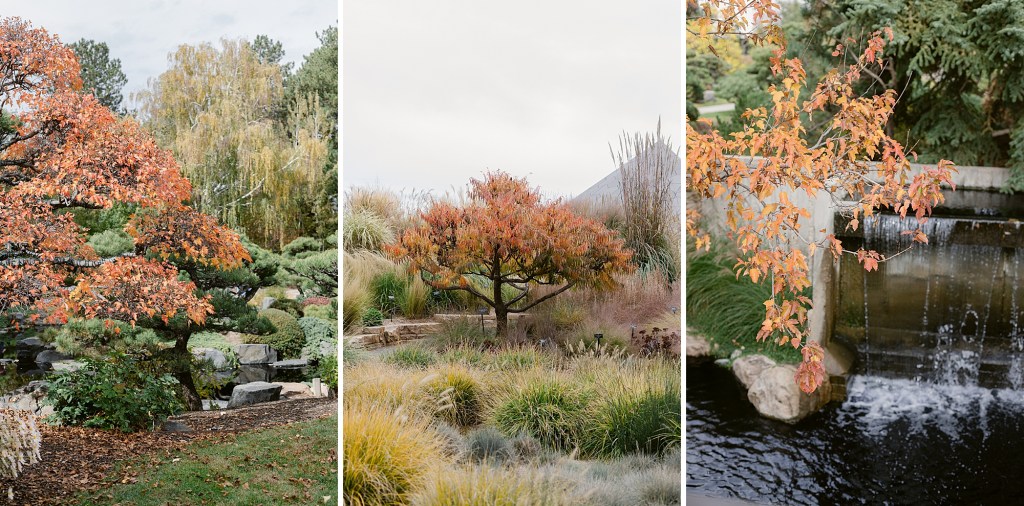 Autumn in the Denver Botanic Gardens photographed by Fine Art Photographer Brenda Landrum