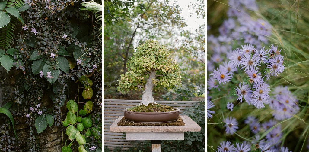 Autumn in the Denver Botanic Gardens photographed by Fine Art Photographer Brenda Landrum