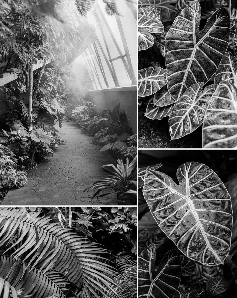 Autumn in the Denver Botanic Gardens photographed by Fine Art Photographer Brenda Landrum